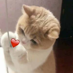 无码福利片在线播放
